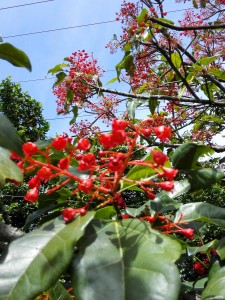 Lule_flamur (3)